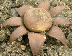 Geastrum corollinum (gwiazdosz brodawkowy)