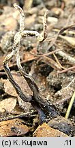 Xylaria oxyacanthae (próchnilec głogowy)