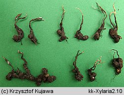 Xylaria oxyacanthae (próchnilec głogowy)