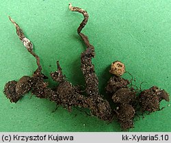 Xylaria oxyacanthae (próchnilec głogowy)