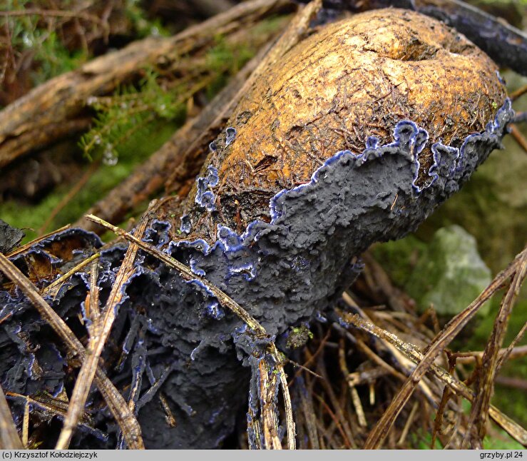 Terana caerulea (pięknoskórnik modry)