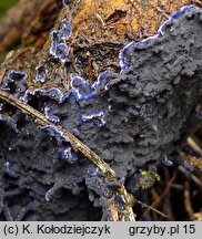 Terana caerulea (pięknoskórnik modry)