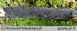 Terana caerulea (pięknoskórnik modry)