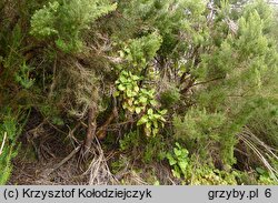 Terana caerulea (pięknoskórnik modry)