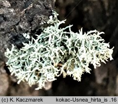 Usnea hirta (brodaczka kępkowa)