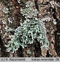 Evernia prunastri (mąkla tarniowa)