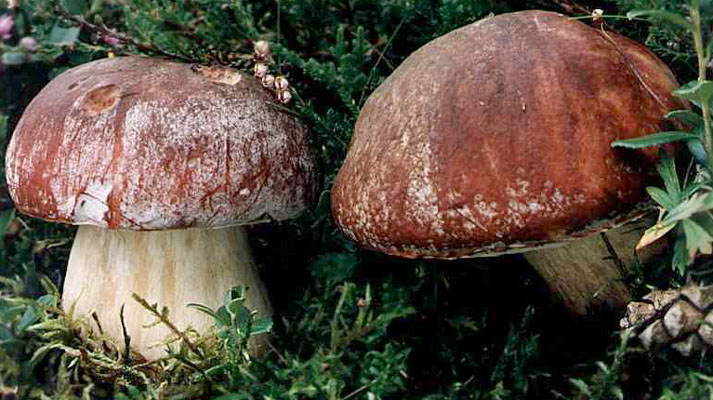 Boletus pinicola