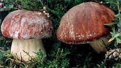 Boletus pinicola