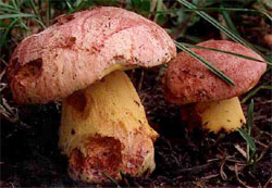 Butyriboletus regius (masłoborowik królewski)