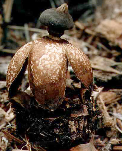 Geastrum fornicatum (gwiazdosz wzniesiony)