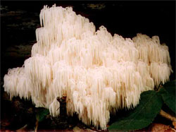 Hericium flagellum (soplówka jodłowa)