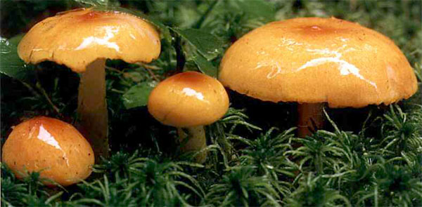 Hygrophorus speciosus (wodnicha ozdobna)