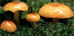 Hygrophorus speciosus (wodnicha ozdobna)