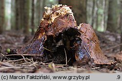 Butyriboletus subappendiculatus (masłoborowik górski)