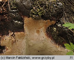 Perenniporia medulla-panis (trwałoporka różnobarwna)