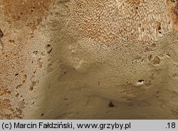 Perenniporia medulla-panis (trwałoporka różnobarwna)