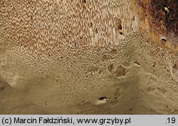 Perenniporia medulla-panis (trwałoporka różnobarwna)