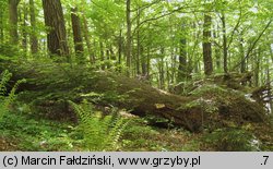 Fomitopsis officinalis (pniarek lekarski)