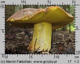 Butyriboletus subappendiculatus (masłoborowik górski)