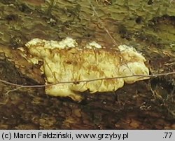 Fomitopsis officinalis (pniarek lekarski)