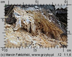 Perenniporia medulla-panis (trwałoporka różnobarwna)