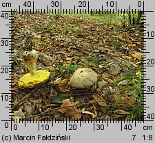 Butyriboletus fechtneri (masłoborowik blednący)