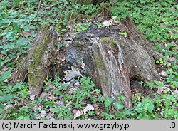 Perenniporia medulla-panis (trwałoporka różnobarwna)