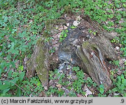 Perenniporia medulla-panis (trwałoporka różnobarwna)