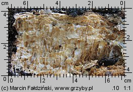 Perenniporia medulla-panis (trwałoporka różnobarwna)