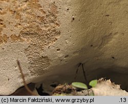 Perenniporia medulla-panis (trwałoporka różnobarwna)