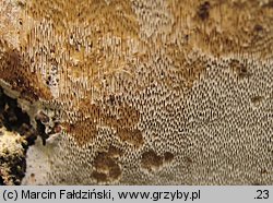 Perenniporia medulla-panis (trwałoporka różnobarwna)