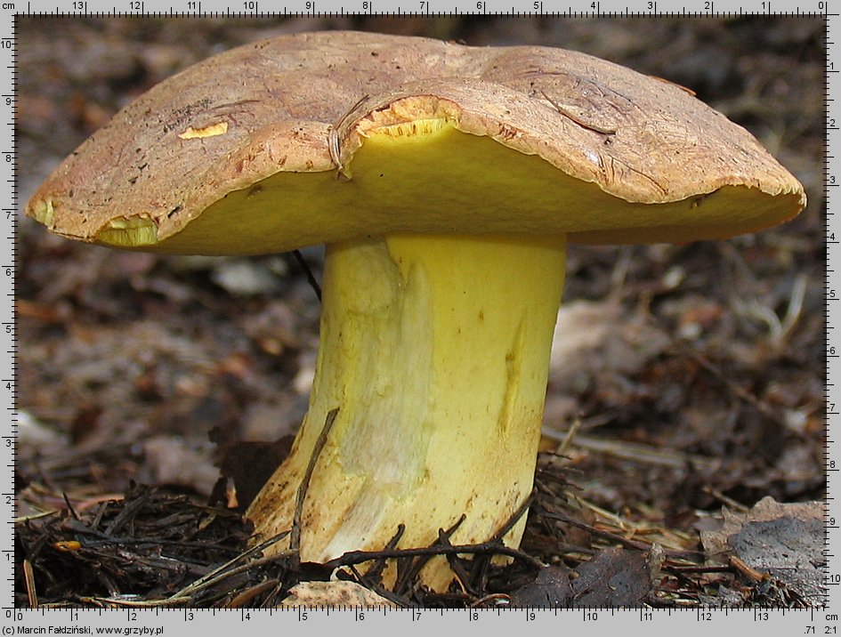 Butyriboletus subappendiculatus (masłoborowik górski)