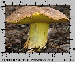 Butyriboletus subappendiculatus (masłoborowik górski)