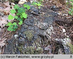 Perenniporia medulla-panis (trwałoporka różnobarwna)