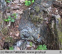 Perenniporia medulla-panis (trwałoporka różnobarwna)