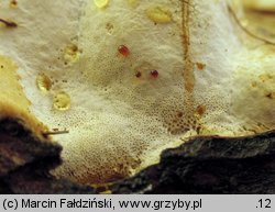 Fomitopsis officinalis (pniarek lekarski)