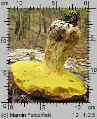 Butyriboletus fechtneri (masłoborowik blednący)