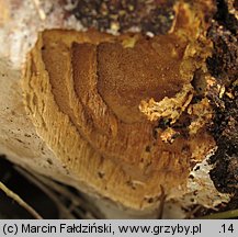 Perenniporia medulla-panis (trwałoporka różnobarwna)