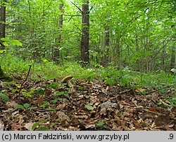 Leccinellum crocipodium (koźlarek bruzdkowany)