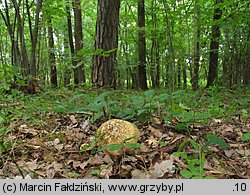 Leccinellum crocipodium (koźlarek bruzdkowany)