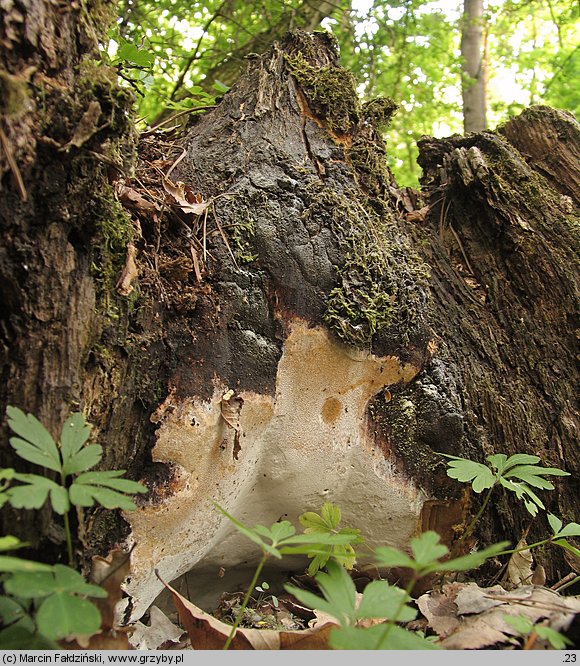 Perenniporia medulla-panis (trwałoporka różnobarwna)