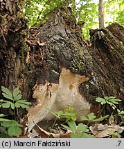 Perenniporia medulla-panis (trwałoporka różnobarwna)