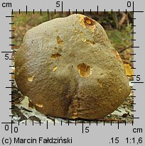 Butyriboletus fechtneri (masłoborowik blednący)