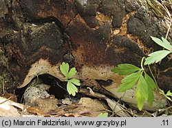 Perenniporia medulla-panis (trwałoporka różnobarwna)