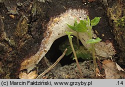 Perenniporia medulla-panis (trwałoporka różnobarwna)