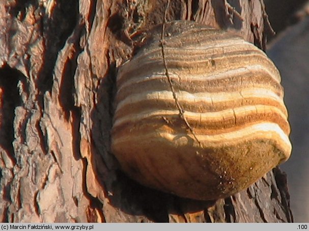 Fomitopsis officinalis (pniarek lekarski)