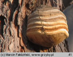 Fomitopsis officinalis (pniarek lekarski)