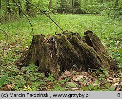 Perenniporia medulla-panis (trwałoporka różnobarwna)