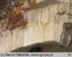 Perenniporia medulla-panis (trwałoporka różnobarwna)