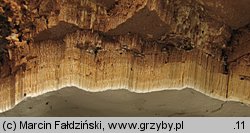 Perenniporia medulla-panis (trwałoporka różnobarwna)